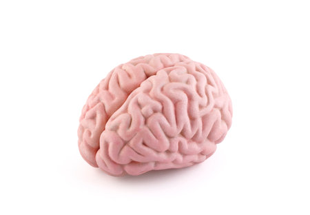 Human brain model isolated on white backgroundの写真素材
