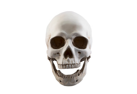Human skull with open jaw isolated on white backgroundの写真素材