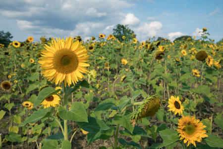 Sunflowers field over blue bright sky backgroundの写真素材