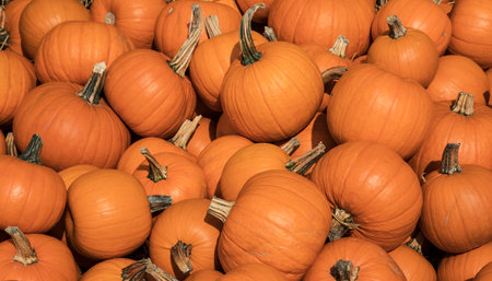 Pile of orange pumpkins during harvest time in fallの写真素材