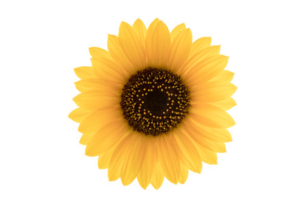 Sunflower bloom isolated on white backgroundの写真素材