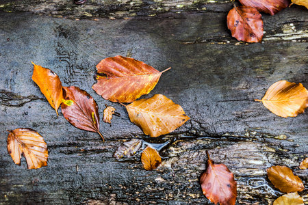 Autumn leaves on old wet woodの写真素材