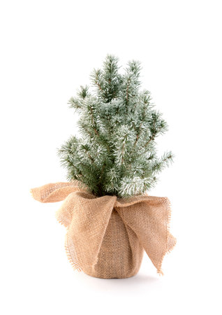 Small green decorative Christmas tree wrapped in burlap stand over white backgroundの写真素材