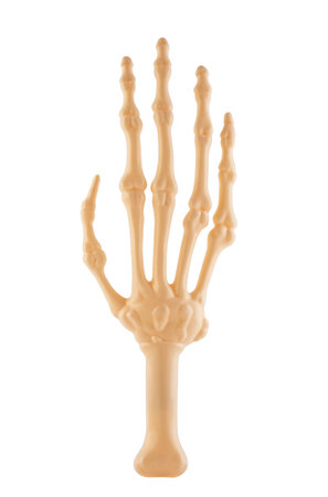 Spooky halloween skeleton hand isolated on white background with clipping pathの写真素材