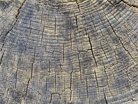 Old tree trunk background textureの写真素材