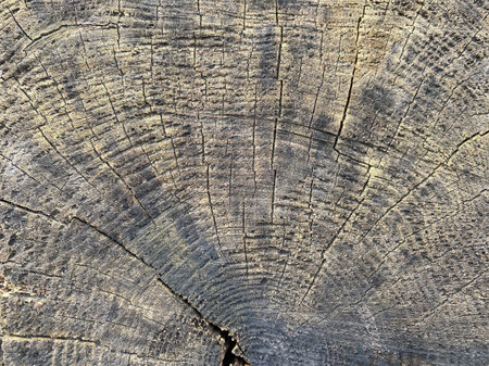Old tree trunk background textureの写真素材