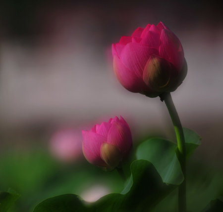 Lotusの写真素材