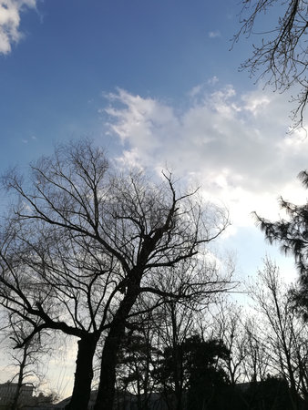 View of sky with bare treesの写真素材