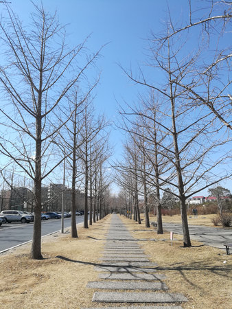 Pedestrian path with bare treesの写真素材