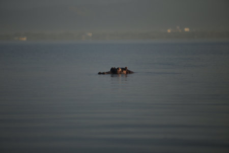 Beautiful landscape of the sea. The hippopotamus protrudes his muzzle from the water, looks into the...
