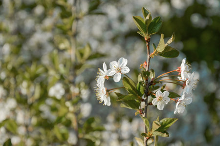 Beautiful, white, spring cherry blossomの写真素材
