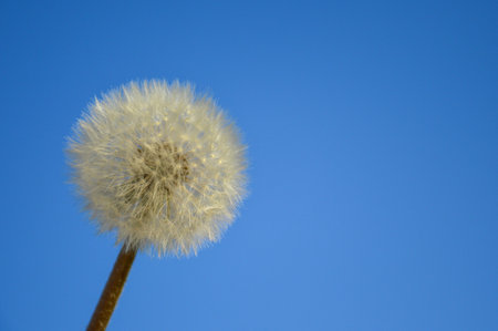 Dandelions in the blue skyの写真素材