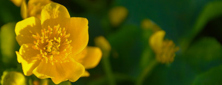 Yellow spring flower on the field.の写真素材