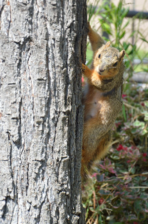 Squirrel on the tree.の写真素材