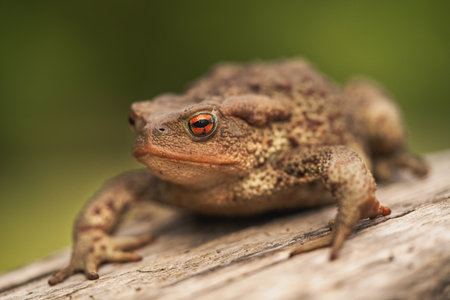 Side close up shot of European toad (Bufo bufo) sitting on a tree log isolated on bright green backgroundの写真素材