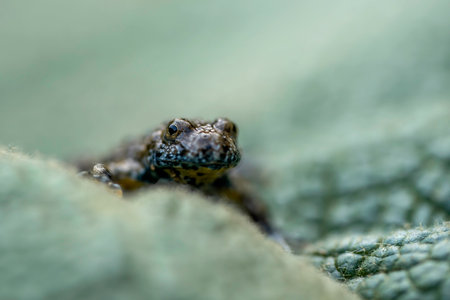 Close up frontal view of Yellow-bellied toad (Bombina variegata) sitting on green leaf isolated on...