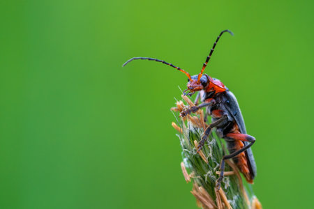 Close-up macro shot of Cantharis sitting on the top of green flower. Isolated on green background. Shallow depth of fieldの写真素材