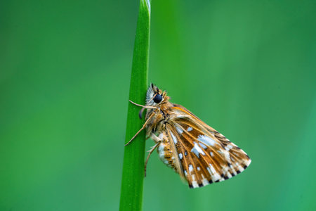 Close-up macro shot of sleeping butterfly with spotted orange and white wings perched on strand of grass. Isolated on green background. Shallow depth of fieldの写真素材