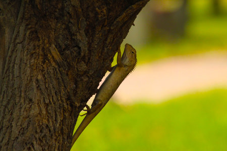 chameleon wallpaper