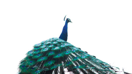 peacock beautiful wallpaperの写真素材