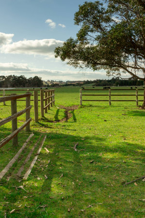 An open gate leading to pasture with cows.の写真素材