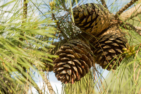 A close up of three pine cones growing on a pine tree.