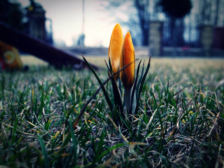 Yellow crocus in gardenの写真素材