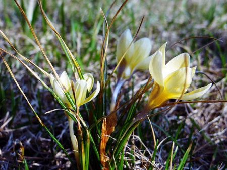Yellow crocus in gardenの写真素材