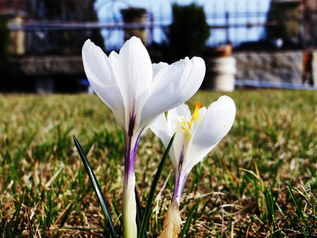 White crocuson springの写真素材