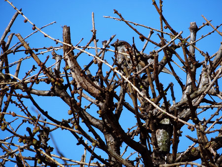 Sparrow on treeの写真素材
