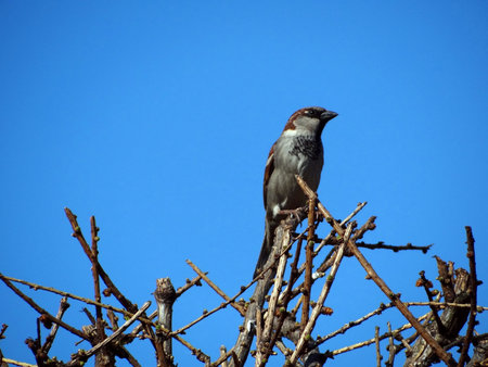 Sparrow on treeの写真素材