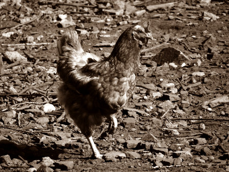 Chicken on villageの写真素材