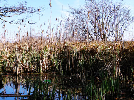 Reed Pondの写真素材