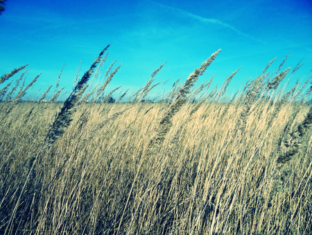 Spring field with the grainの写真素材