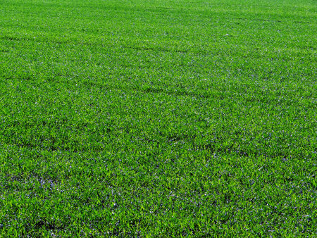 Spring grassの写真素材