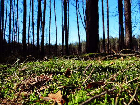 Spring in the forest mossの写真素材