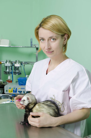 young doctor holding a small marten and making health examinationの写真素材