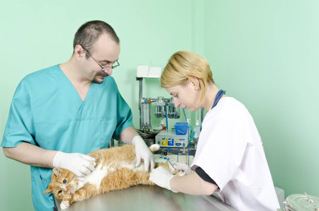 Lovely orange cat waiting for treatment at the vetの写真素材