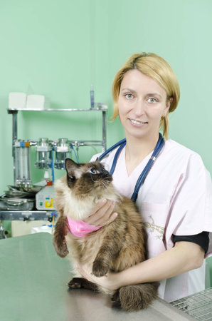 Birman cat on a veterinary consultの写真素材