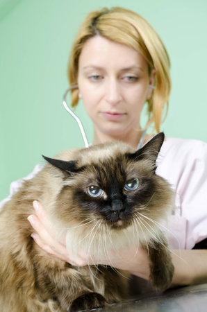 Birman cat on a veterinary consultの写真素材