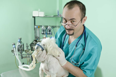 young doctor helping a dog with lung problemsの写真素材