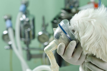 doctor helping a dog with lung problemsの写真素材