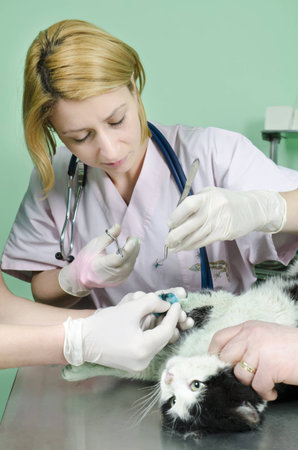 cat receiving treatment on the surgical tableの写真素材