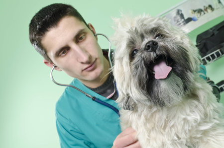 Dog on a veterinary consultの写真素材