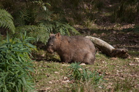 Australian wild wombat in bushlandの写真素材