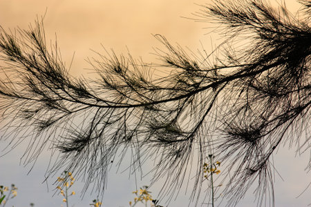 Tree branch silhouette at sunriseの写真素材