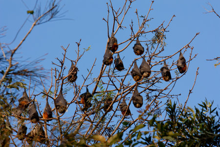 Colony of bats hanging from trees against blue skyの写真素材