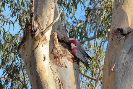Australian galahs in gum tree tending nest