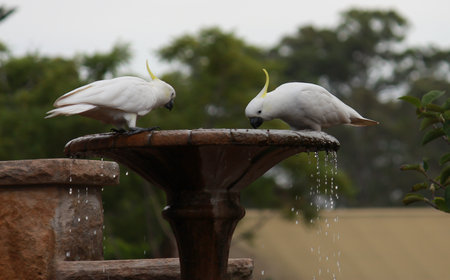 Pair Australian cockatoos drinking from birdbathの写真素材