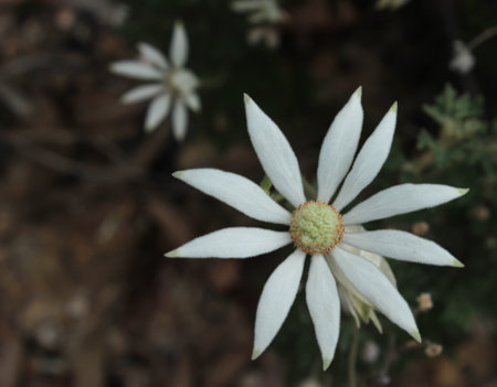 Australian native white Flannel Flower in bush settingの写真素材